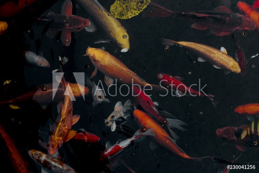 Picture of Golden koi fish
